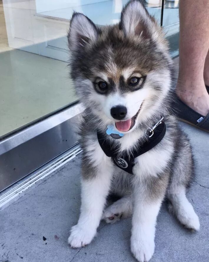 Помесь хаски фото щенков Meet Norman, The Husky-Pomerian Mix Puppy Who Is Capturing Hearts Everywhere Pup