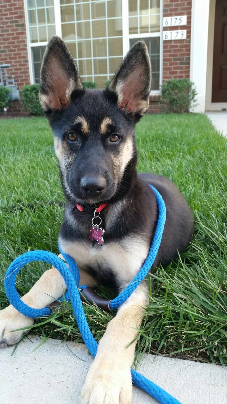 Помесь хаски и немецкой овчарки фото Gerberian Shepsky - German Shepherd Husky mix. Cute dogs breeds, Puppies, Dog br