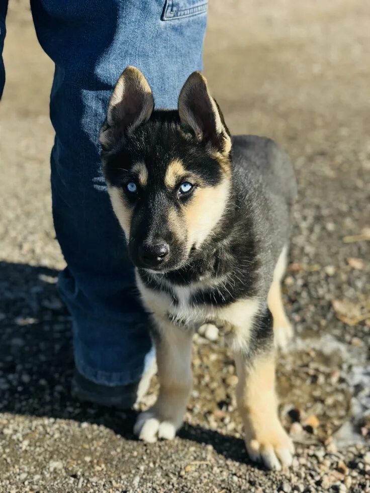 Помесь хаски и овчарки фото German Shepherd Husky #SiberianHusky Big puppies, German shepherd husky, German 