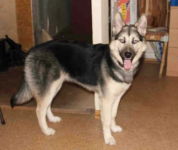 Помесь хаски и овчарки фото Can I tell you something wonderful about dogs? More specifically, a dog. We have