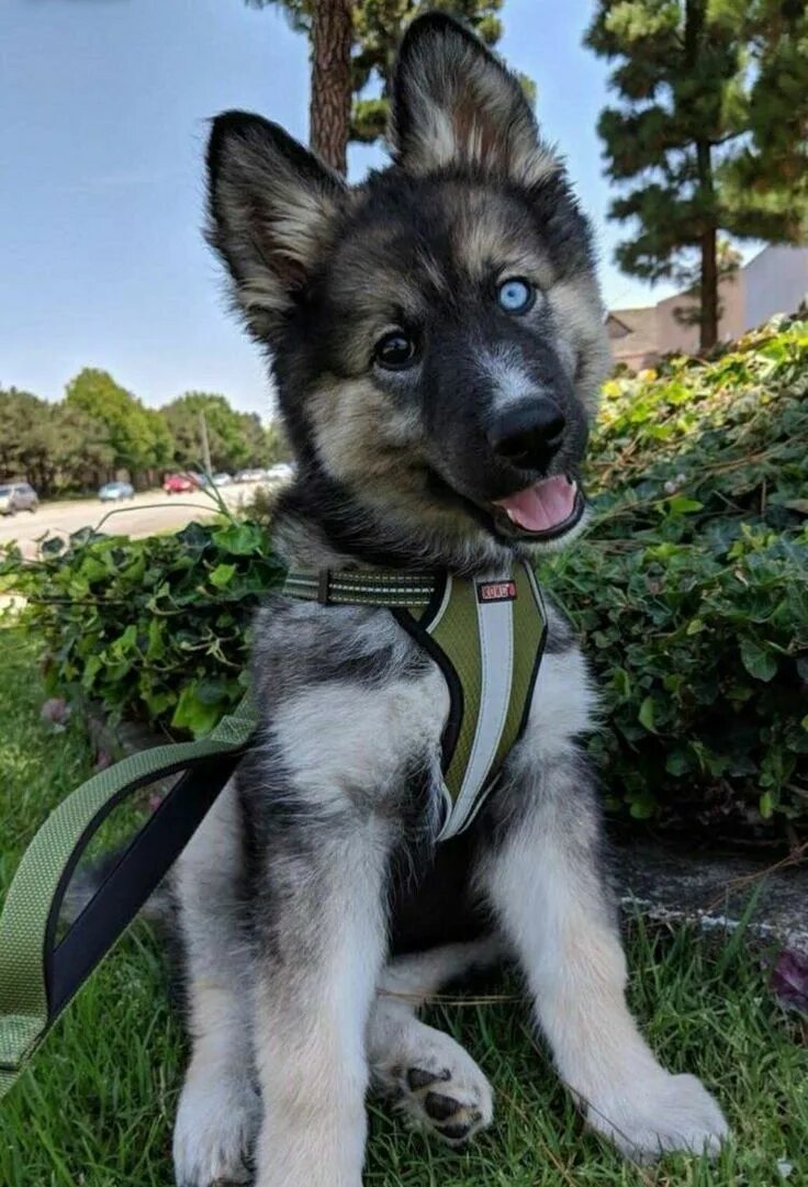 Помесь хаски и овчарки фото Siberian husky and german shepherd A husky, Husky, Dogs
