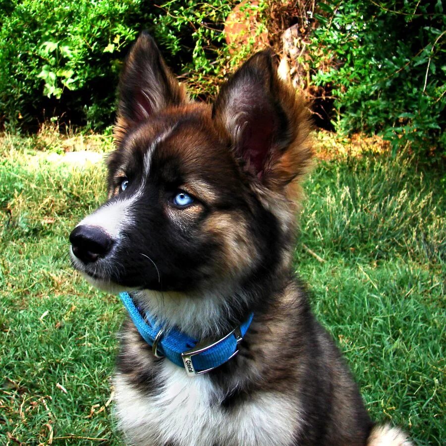 Помесь хаски и овчарки фото Pin by Dember on Raiya Cute dogs, Cute animals, Dog breeds