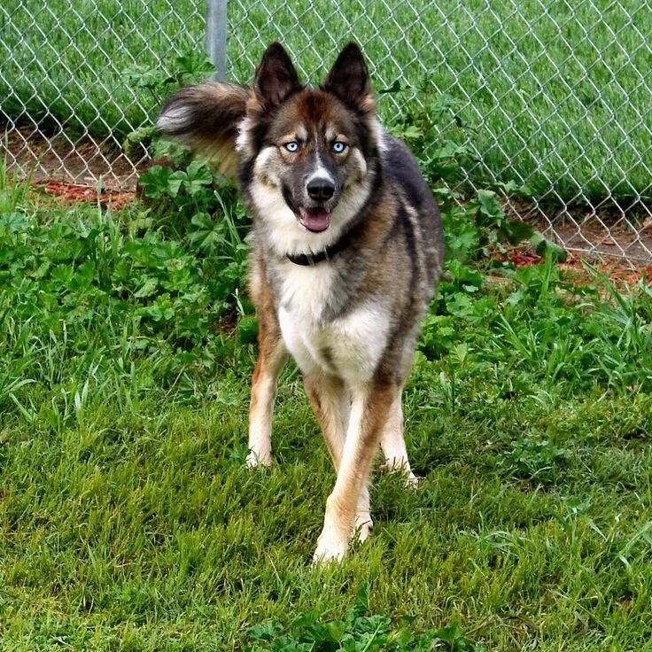 Помесь хаски и овчарки фото Pin on ❤ // La vie quoi Dog breeds, Pretty dogs, Beautiful dogs