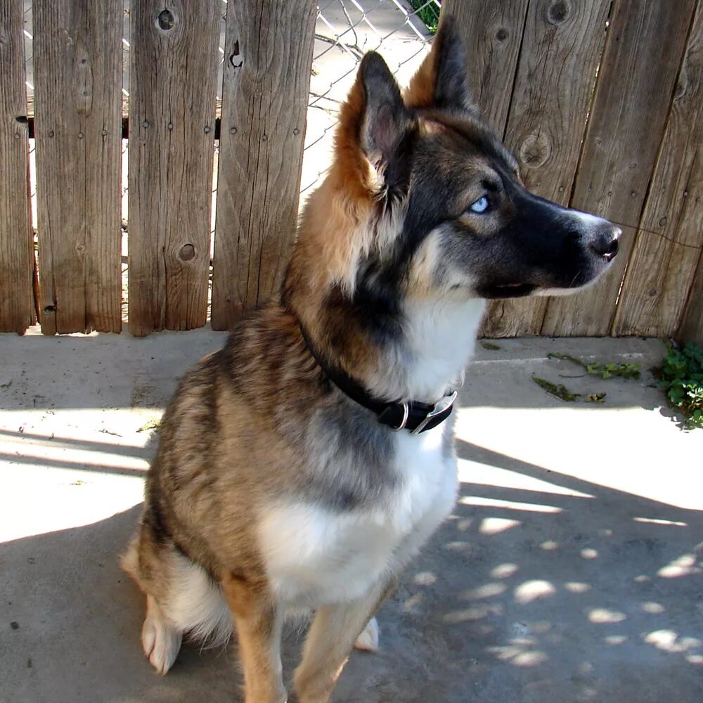 Помесь хаски и овчарки фото husky german shepherd mix blue eyes - Google Search German shepherd dogs, German