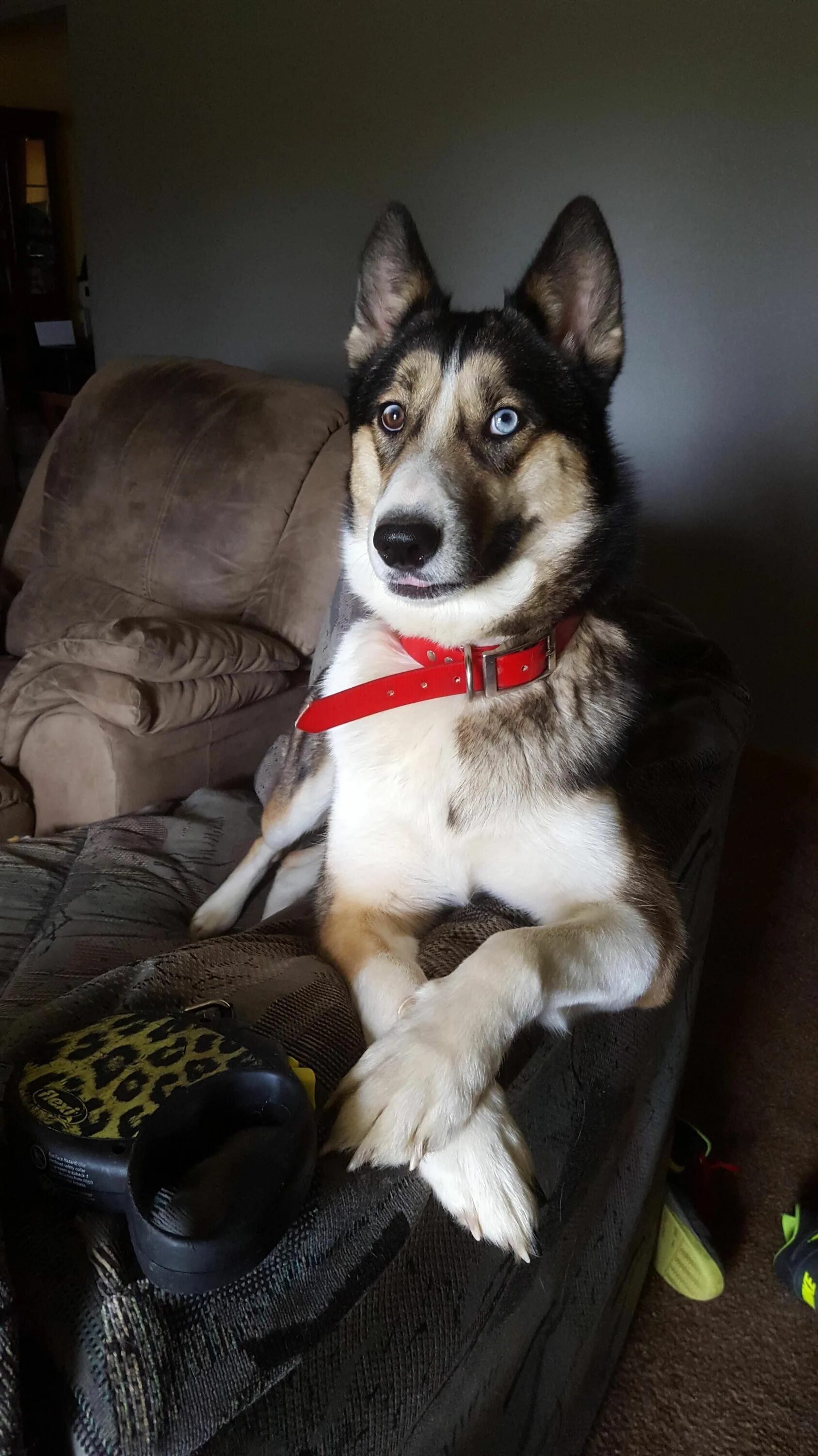 Помесь хаски и овчарки фото My German Shepherd/Husky mix * /r/aww German shepherd husky, German shepherd hus