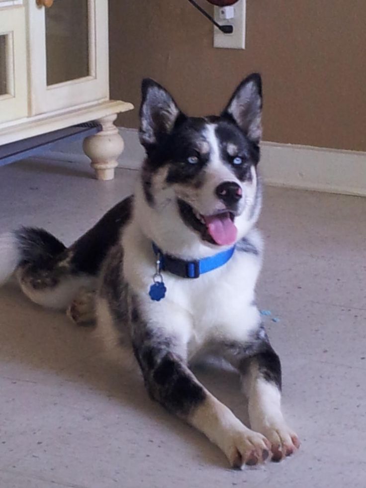 Помесь хаски и овчарки фото 6 month old Husky Australian Shepherd cross. Mixed breed dogs, Cute dogs, Dogs