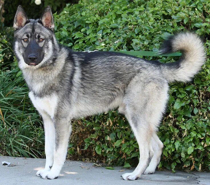Помесь хаски и овчарки фото German Shepard Husky Mix Unique dog breeds, Big dog breeds, Beautiful dogs