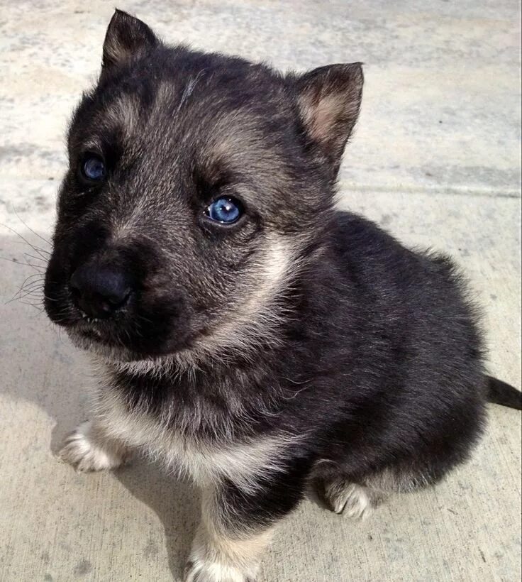 Помесь хаски и овчарки фото щенка My new puppy that I got last night! He's a German Shepard/Husky mix. German shep