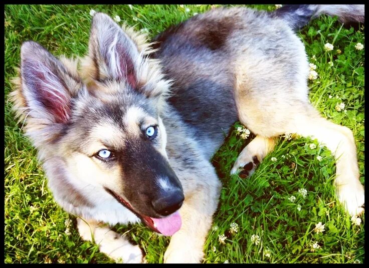 Помесь хаски и овчарки фото щенка Amber at 8 months! German Shepherd Siberian Husky mix Husky mix, German shepherd