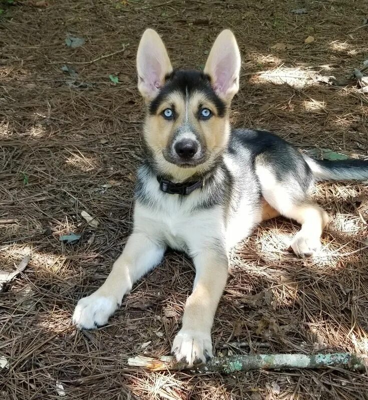 Помесь хаски и овчарки фото щенка Gerberian Shepsky Puppy, Luna Gerberian shepsky puppy, Shepsky puppy, Gerberian 