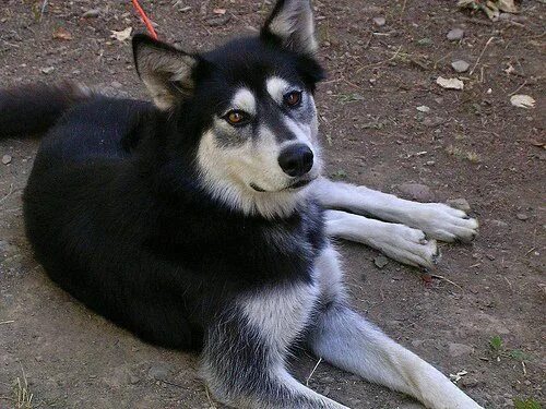 Помесь хаски с волком фото Do Wolf-Dog Hybrids Make Good Pets? Wolf dog, Wolfdog hybrid, Wolf hybrid