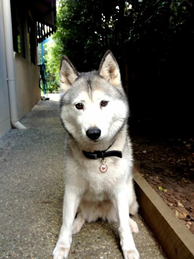 Помесь хаски с волком фото Siberian husky LOVE Munzer Siberian husky, Wolf dog, Husky