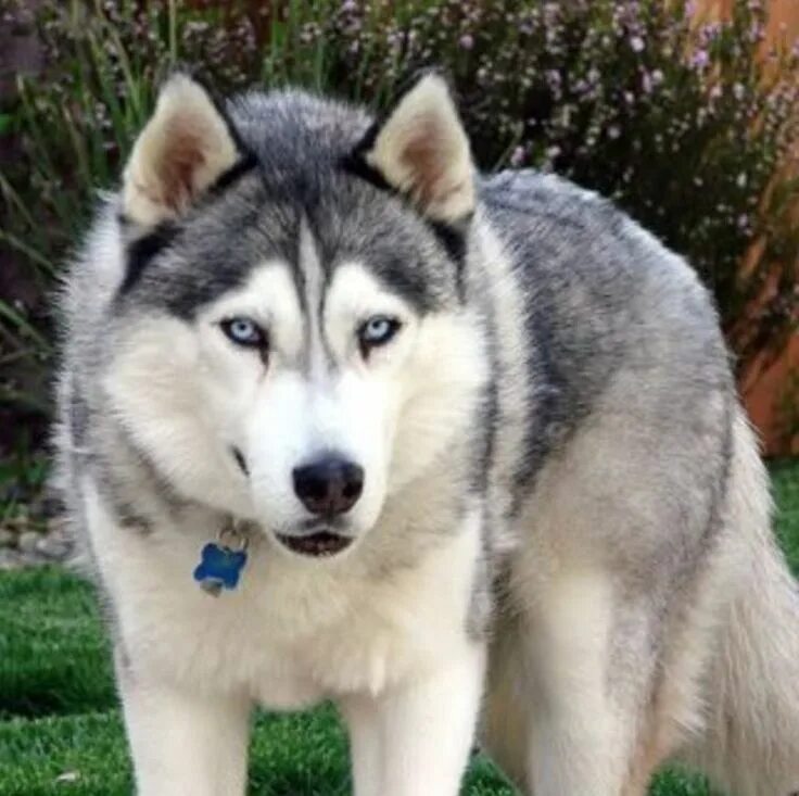 Помесь хаски с волком фото 15 Wolves Mixed With Husky The Paws Wolf dog, Wolf hybrid dogs, Wolf husky hybri