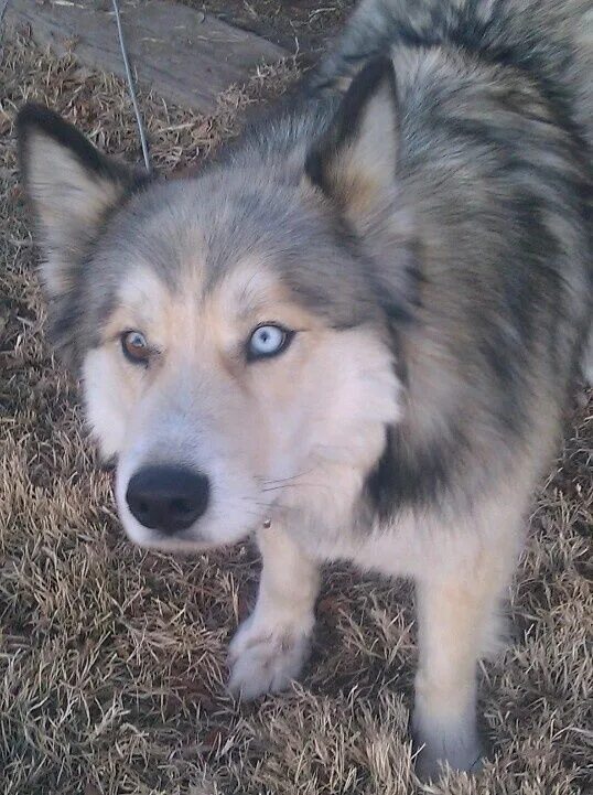 Помесь хаски с волком фото Gorgeous! Cute baby puppies, Dogs, Husky mix