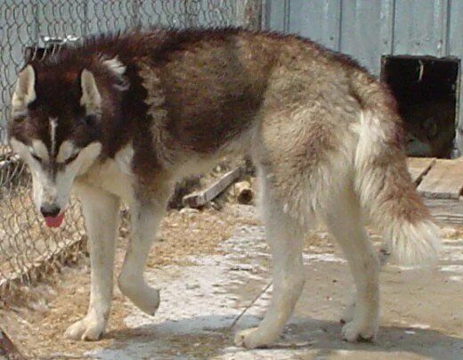 Помесь хаски с волком фото Do Wolf-Dog Hybrids Make Good Pets? Hybrid dogs, Wolf husky hybrid, Wolf dog