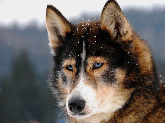 Помесь хаски с волком фото Doggylicious: 50 Wonderful Dog Pictures Beautiful dogs, Most beautiful dog breed