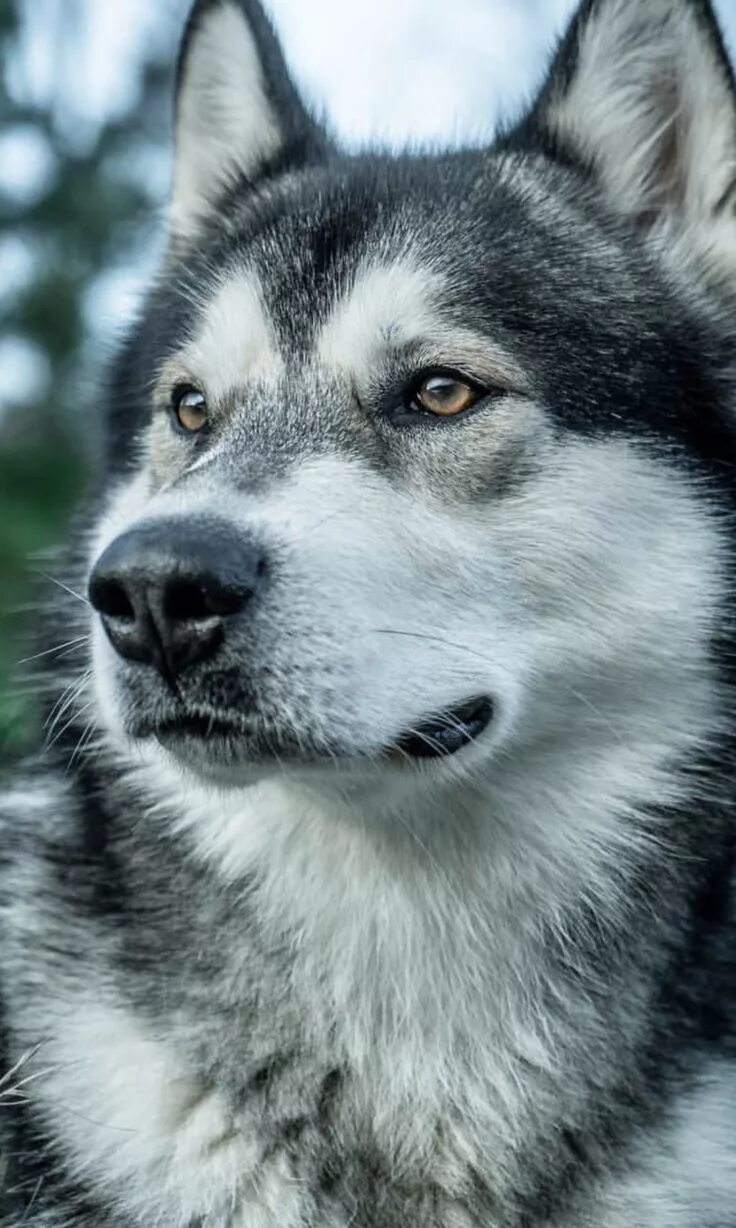 Помесь хаски с волком фото Pin by Surasit on ไ ซ บ เ ร ย น น า ร ก Scary dogs, Wolf husky, Alaskan malamute