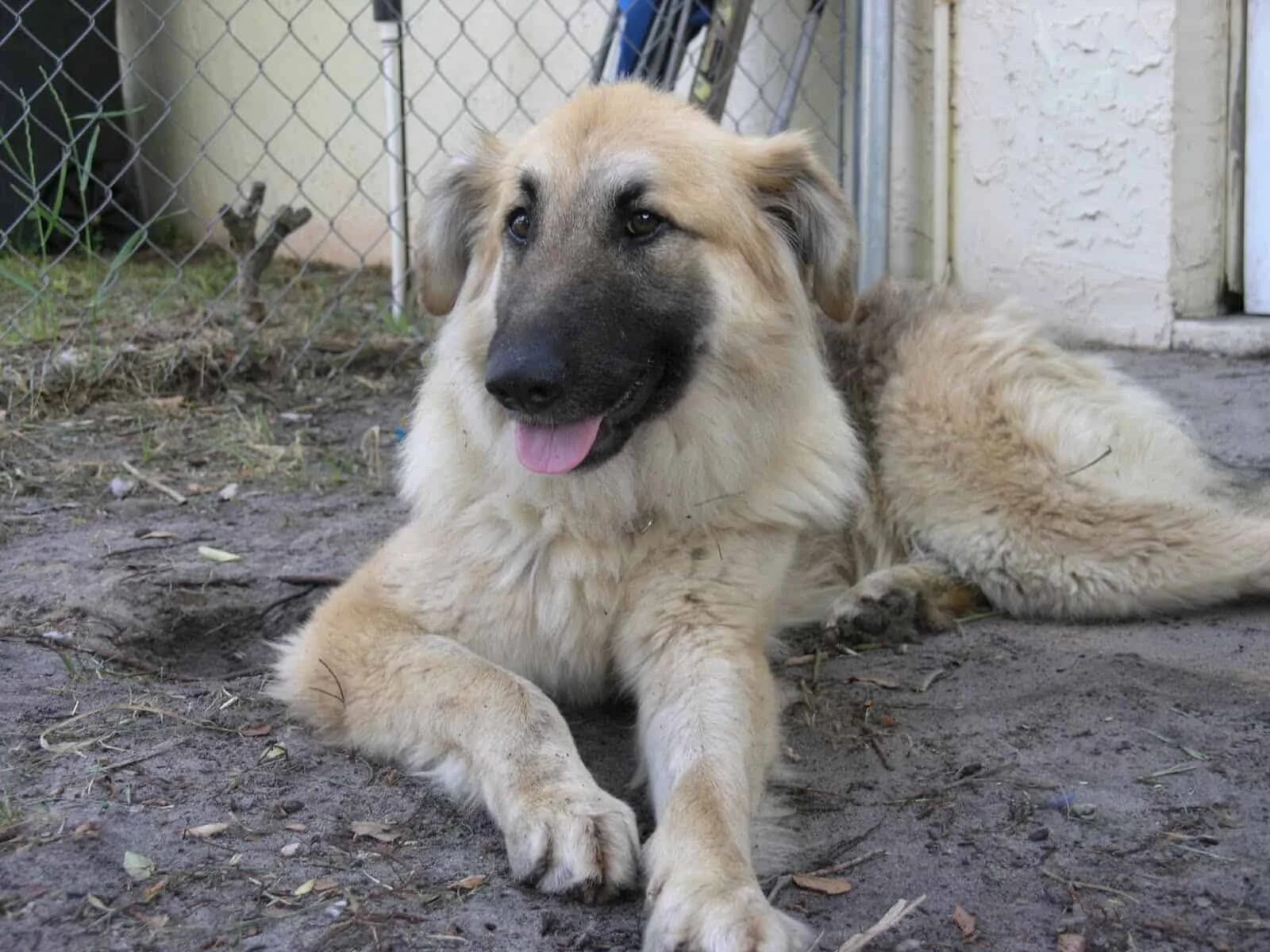 Помесь кавказской овчарки фото Golden Shepherd, German Shepherd And Golden Retriever Mix - SpockTheDog.com