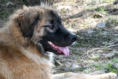 Помесь кавказской овчарки фото SOS!!! Помогите найти нашего беглеца. Вот уже два месяца ищем и ждем его. Крупны