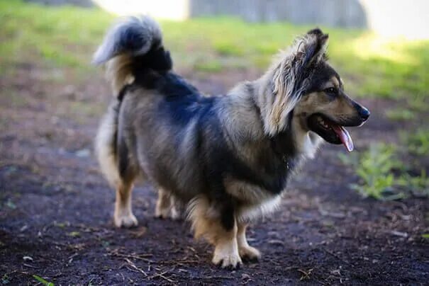 Помесь корги и овчарки фото Corgi German shepherd mix- information and pictures Corgi german shepherd, Germa