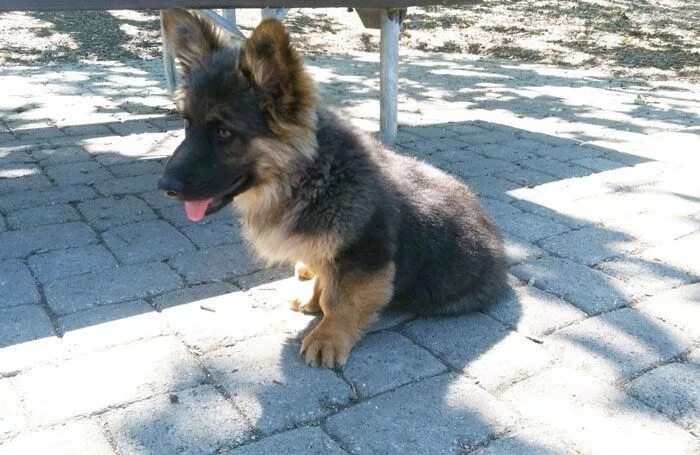 Помесь корги и овчарки фото German Shepherd Corgi Mix (Corman Shepherd) - Smart and Loyal Mix German shepher