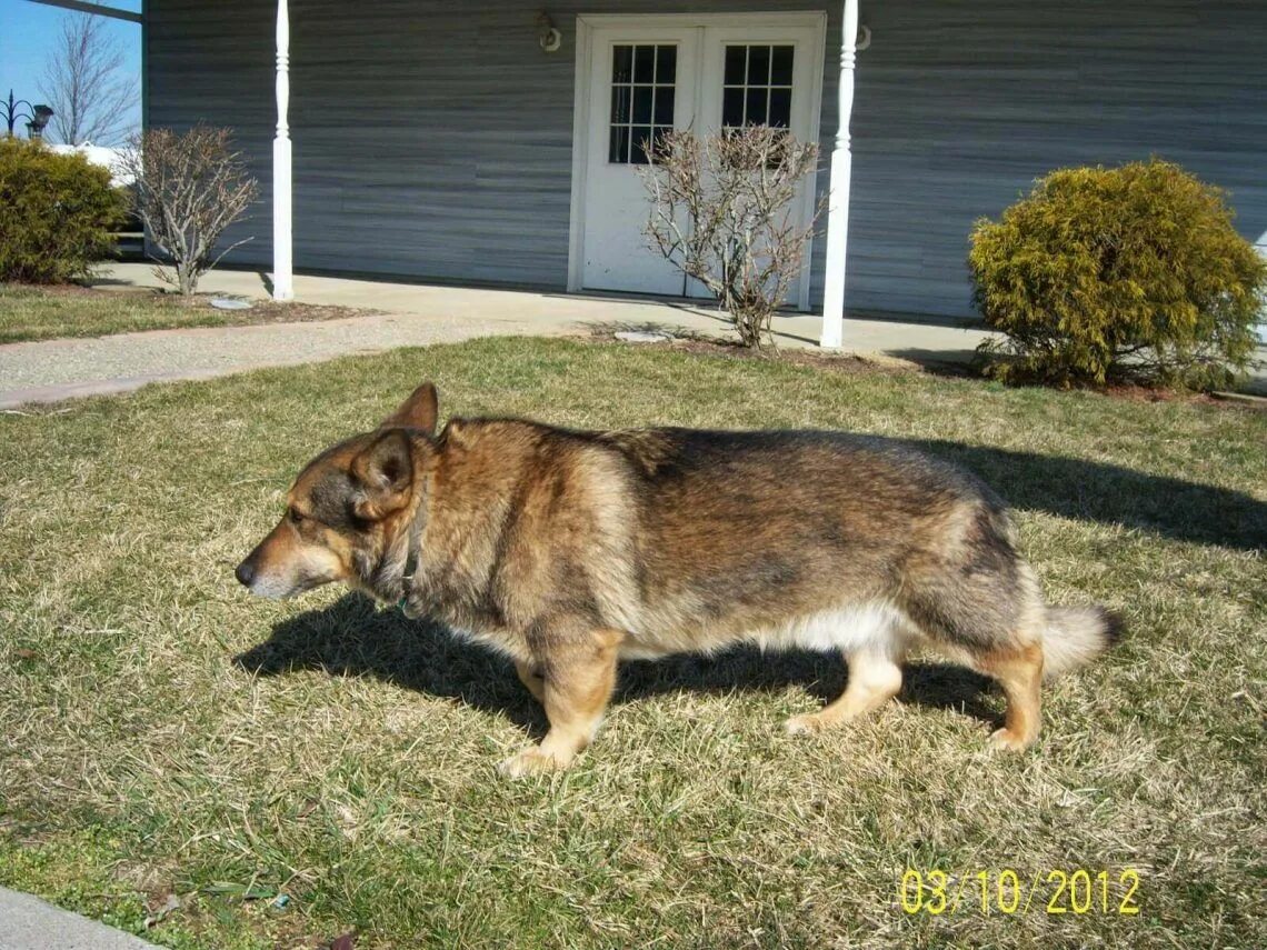 Помесь корги и овчарки фото Pin on Corgi cross breeds