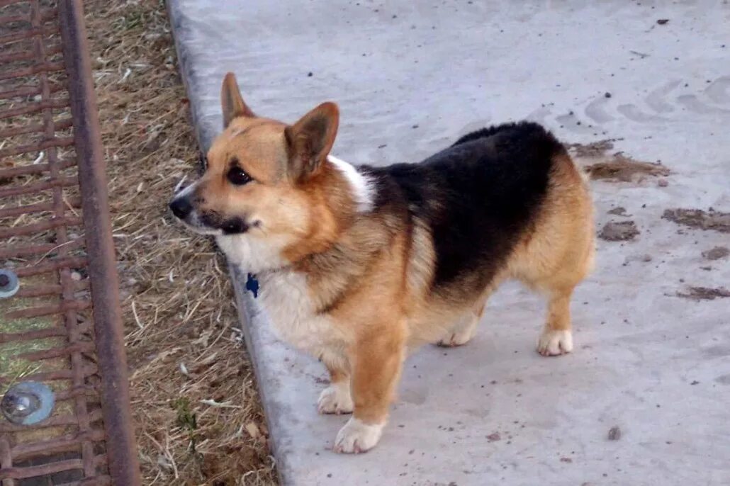 Помесь корги и овчарки фото Pembroke Welsh Corgi Breed Guide - Learn about the Pembroke Welsh Corgi.