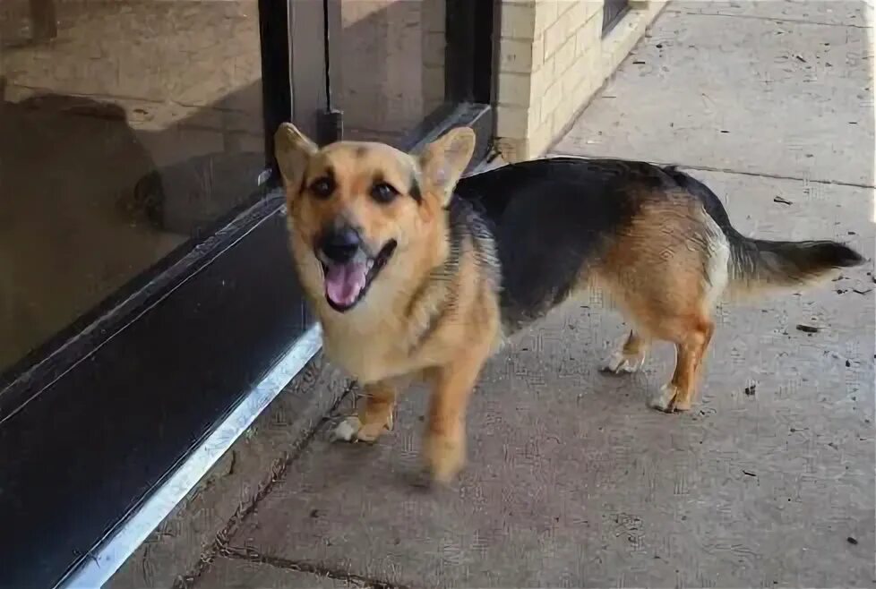 Помесь корги и овчарки фото German Shephergi (Corgi + German Shepherd) Corgi mix breeds, Hybrid dogs, Corgi 