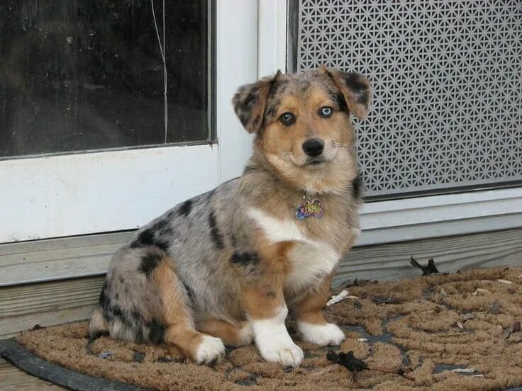 Помесь корги и овчарки фото ♥ D ♥ 803 AUGI AUSSIE (MINIATURE AUSTRALIAN SHEPHERD & PEMBROKE WELSH CORGI) Pas