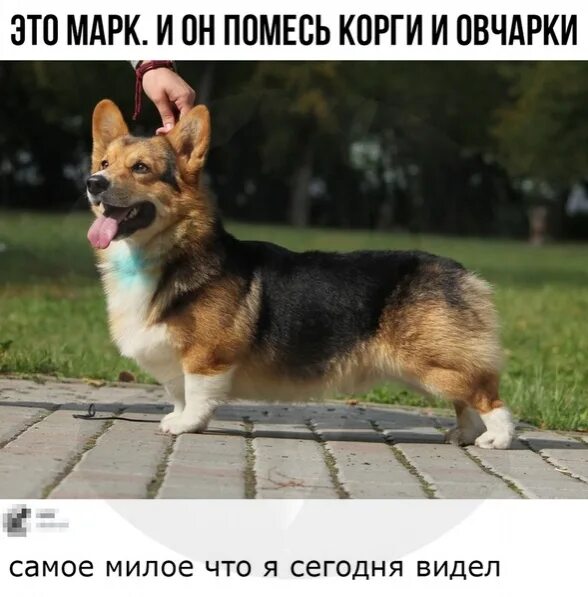 Помесь корги и овчарки фото A bit of tricolor corgi nonsense 2019 Вельш Корги Пемброк & Вельш Корги Кардиган