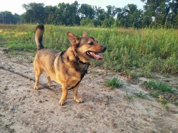 Помесь корги и овчарки фото Redditors Share Best Pics of Loyal Dog Breed Corgi Shepherd Mix - Can You Spot T