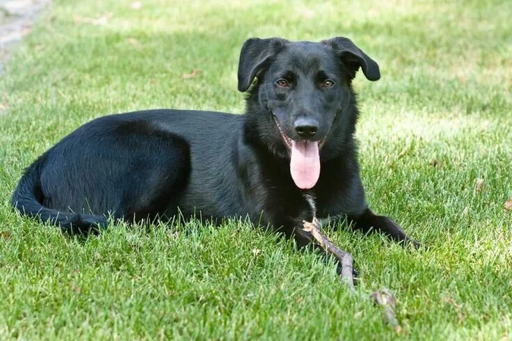 Помесь лабрадора и овчарки фото Un 2 în 1 impresionant - Metis Ciobănesc German-Labrador Labrador, Labrador retr