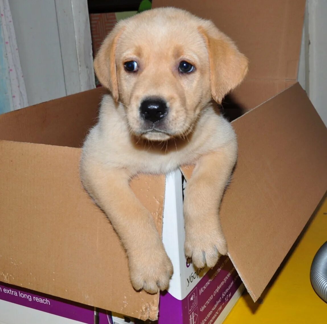 Помесь лабрадора с дворнягой фото щенки Собаку помесь лабрадора