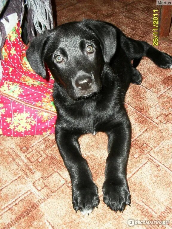 Помесь лабрадора с дворнягой фото щенки Беспородные собаки (Дворняжки) и Метисы - "Чтобы за дворняжками выстроилась очер