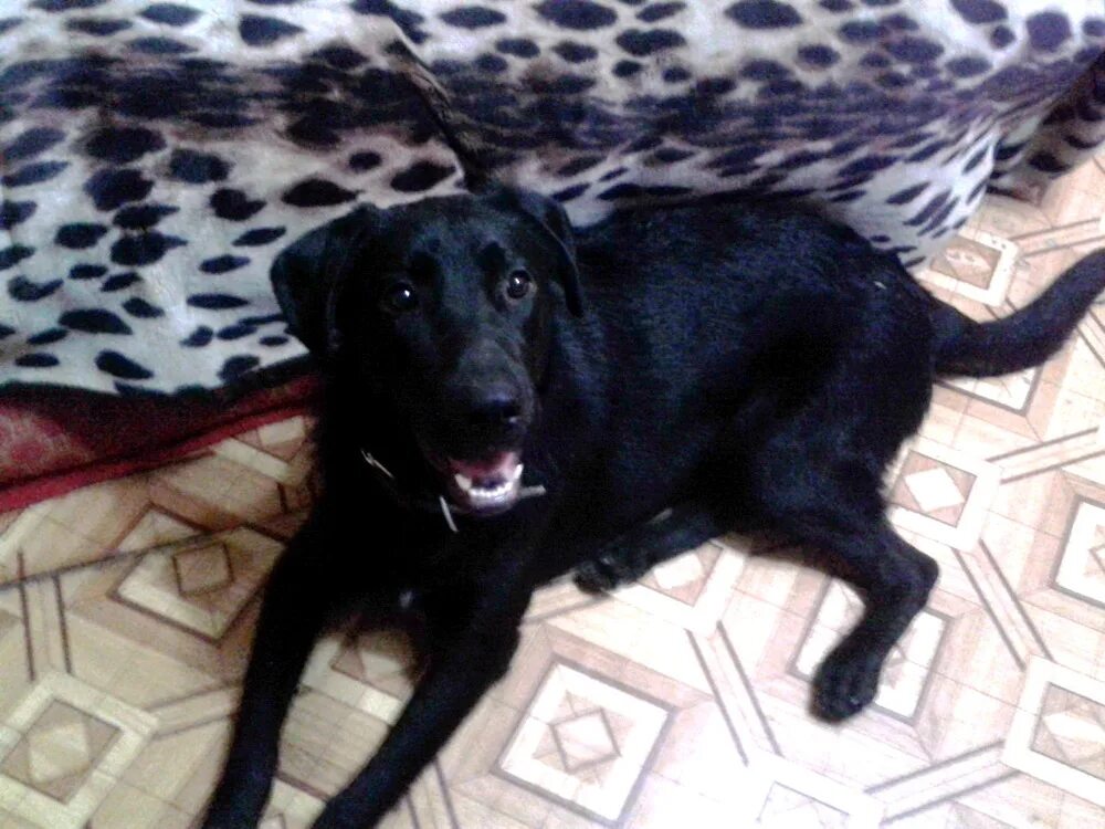 Помесь лабрадора с дворнягой фото щенки Лабрадор и его той-терьер - Давайте знакомиться - Лабрадор.ру собаки - ретриверы