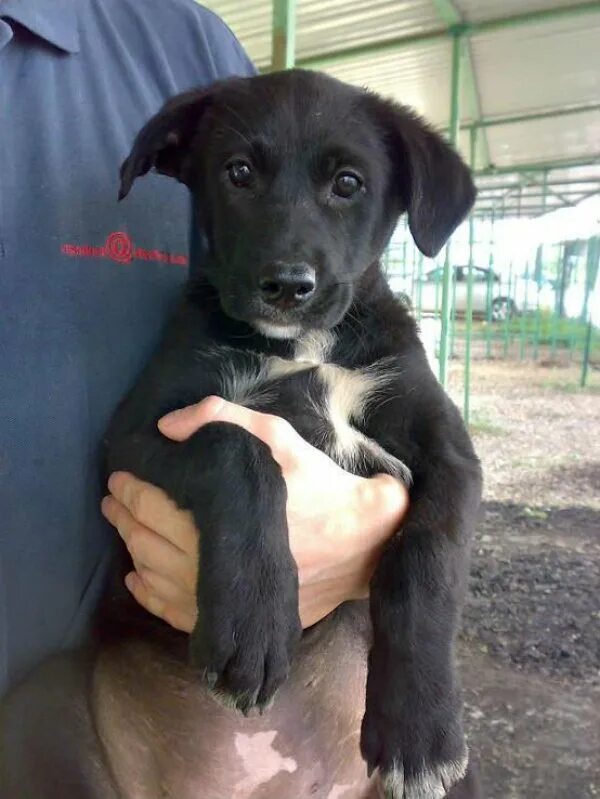 Помесь лабрадора с дворнягой фото щенки Золотистый ретривер и лабрадор отличия: чем отличаются породы, какая между ними 