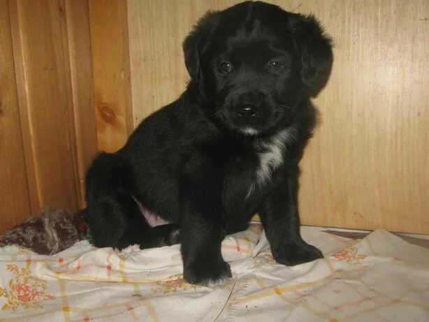 Помесь лабрадора с дворнягой фото щенки Собак в им.Балуана Шолака - OLX.kz