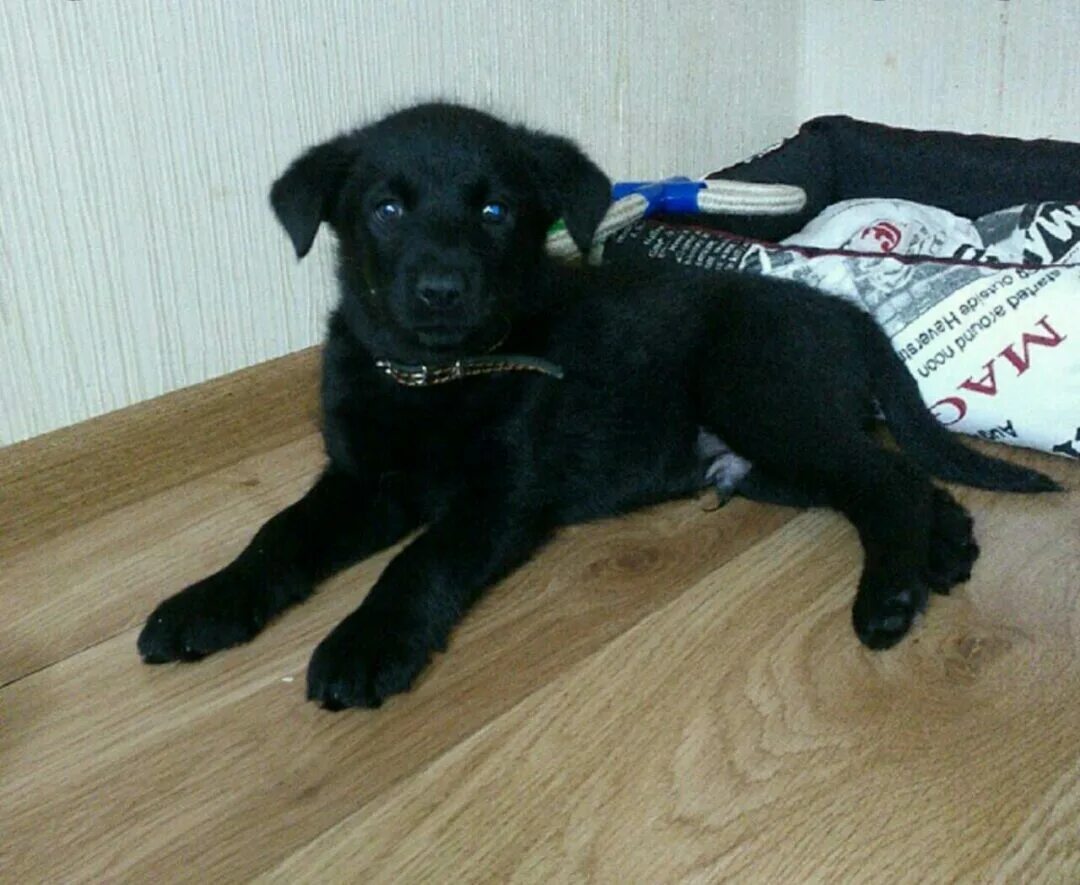 Помесь лабрадора с дворнягой фото щенки Щенки лабрадор+немецкая овчарка - Доска бесплатных объявлений Mur.tv