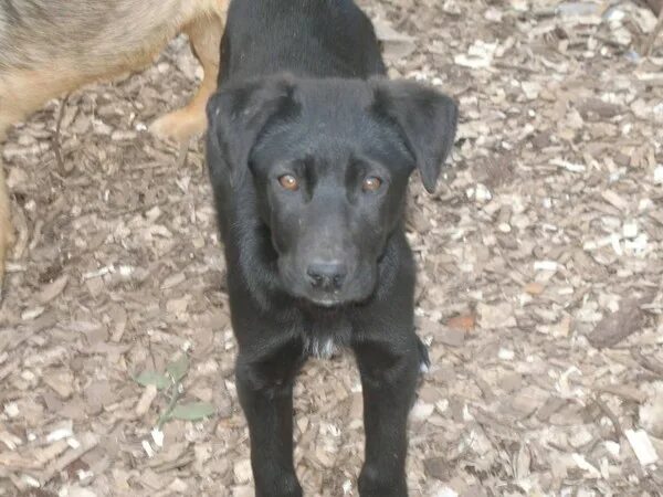 Помесь лабрадора с дворнягой фото щенки Ответы Mail.ru: Какая порода?) (см. внутри)