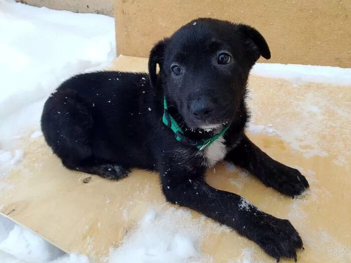 Помесь лабрадора с дворнягой фото щенки Щенки метисы кавказца в самые надежные руки, объявление в разделе Животные в Мос