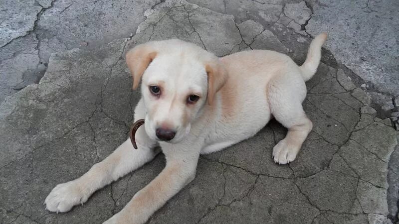 Помесь лабрадора с дворнягой фото щенки Ответы Mail.ru: Это лабрадор, метис или дворняжка?