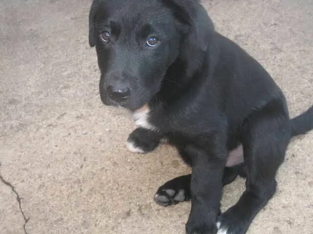 Помесь лабрадора с дворнягой фото щенки border collie and black lab mix=LOVE Collie mix, Cute dogs, Border collie