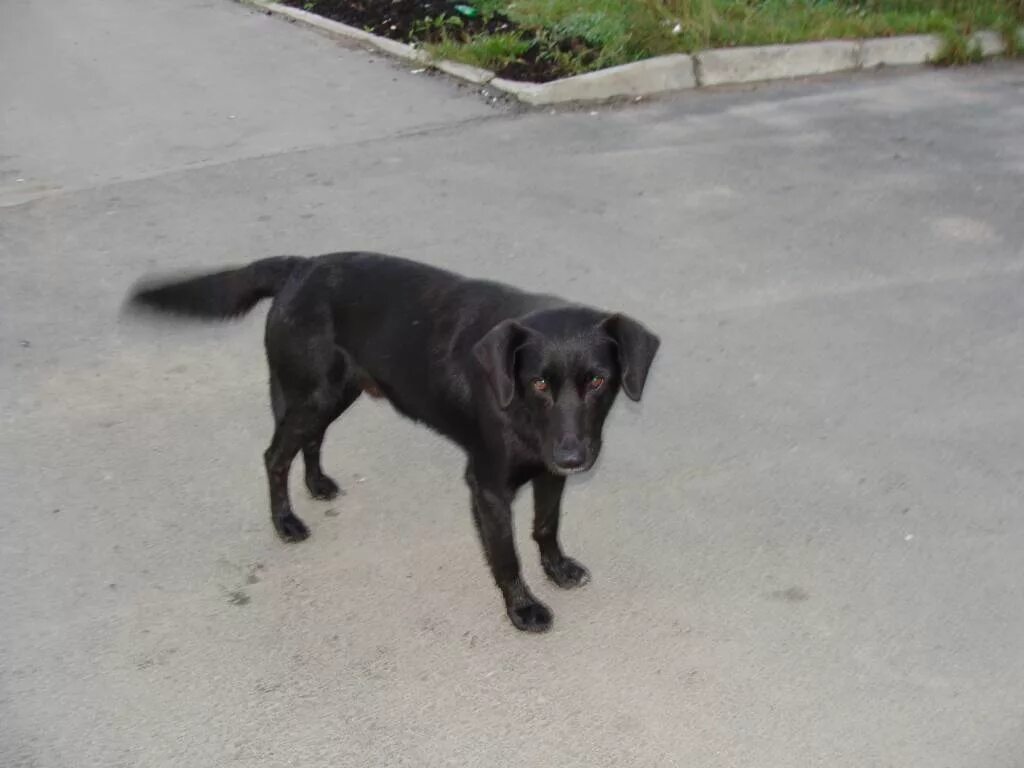 Помесь лабрадора с дворнягой фото щенки Пропал метис лабрадора - Доска объявлений "Потеряшки", об.13095 (Потеряны (нет р