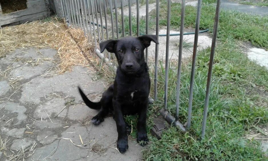 Помесь лабрадора с дворнягой фото щенки Метис лабрадора и дворняги - 82 фото