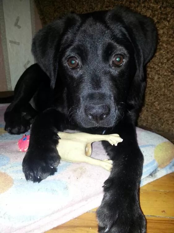 Помесь лабрадора с дворнягой фото щенки На кого похож щенок! (фото обязательно!) - Страница 148 - Выращивание щенков - Л