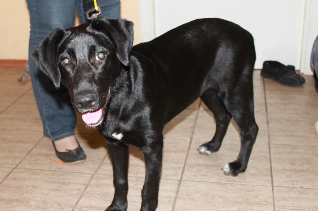 Помесь лабрадора с дворнягой фото щенки Ищет новый Дом! На ВО (Ленэкспо) подобрана холёная собачья девчушка 6-7мес (рег.