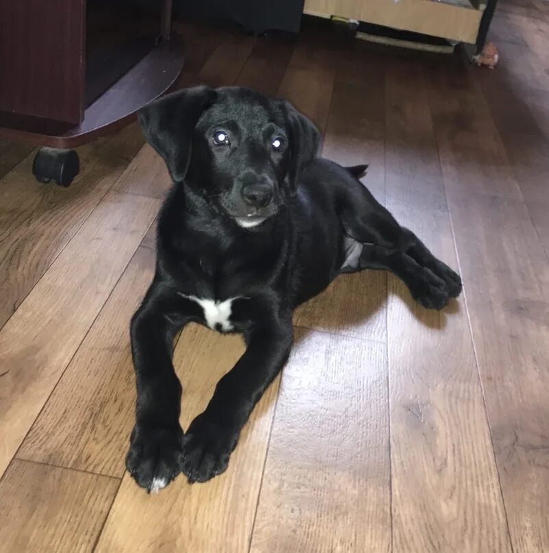 Помесь лабрадора с дворнягой фото щенки Скажите пожалуйста,детям подарили щенка,сказали что лабрадор,а мне кажется что д