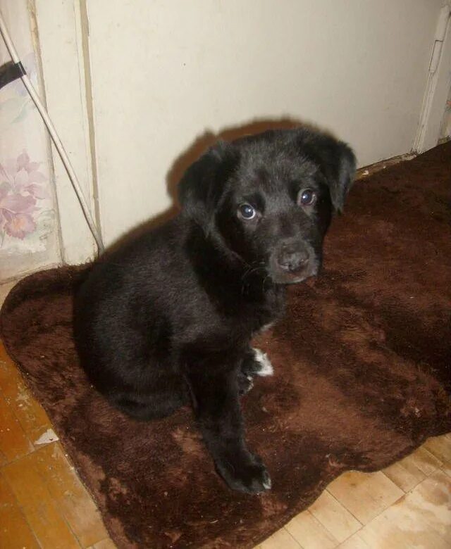 Помесь лабрадора с дворнягой фото щенки Отдам бесплатно Лабрадора девочку 6мес - купить в Санкт-Петербурге, бесплатно, п