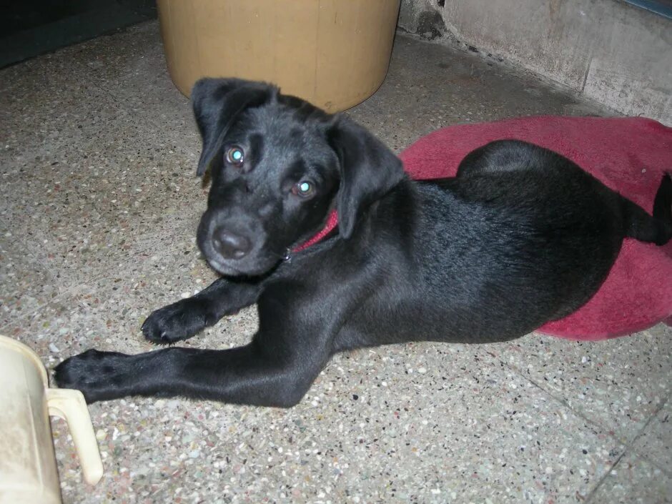 Помесь лабрадора с дворнягой фото щенки Метис лабрадора и дворняги - 82 фото