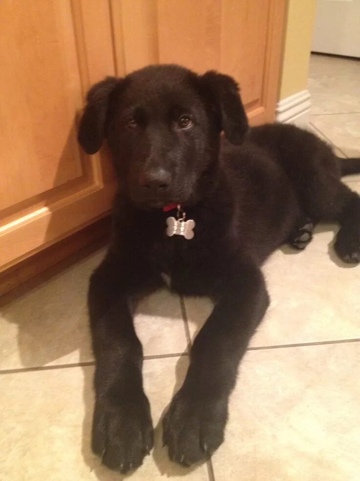 Помесь лабрадора с дворнягой фото щенки Archie, German shepherd lab mix at 10 weeks :) Dog training aggression, Dog trai